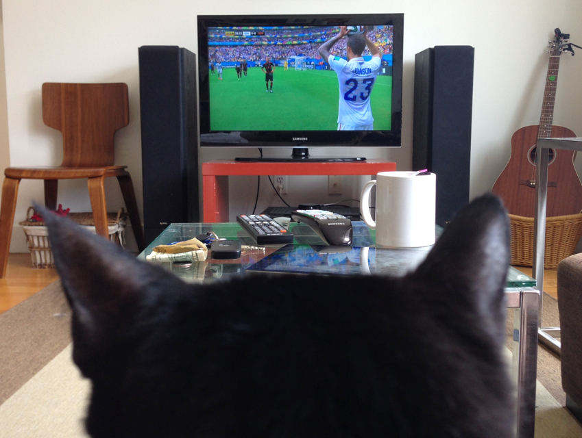 Cat watching world cup